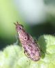 Euthycera alaris